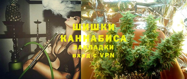 индика Ельня