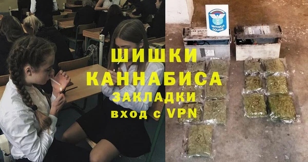 индика Ельня